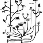 Charles Darwin And The Tree Of Life Worksheet Answers