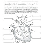 Circulatory System Worksheet With Answers Pdf