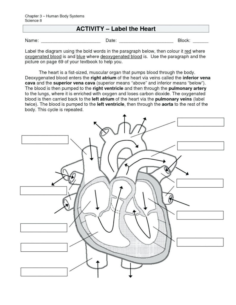 Circulatory System Worksheet With Answers Pdf