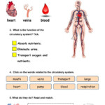 Circulatory System Worksheet With Answers Pdf