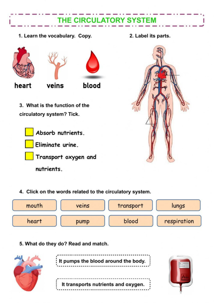 Circulatory System Worksheet With Answers Pdf