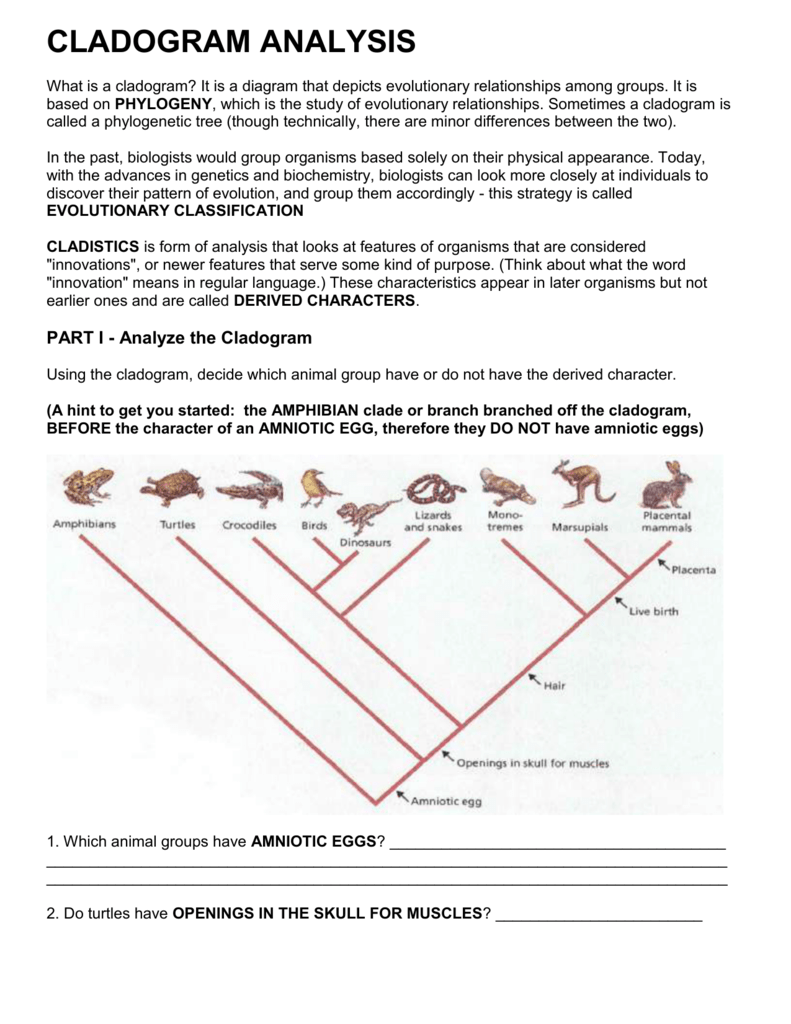 Cladogram Worksheet Biology Answers