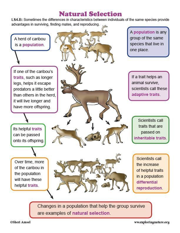 Darwin s Natural Selection Worksheets Answers