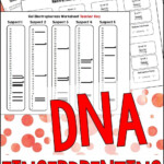 Dna Fingerprinting In Forensics Worksheet Answers