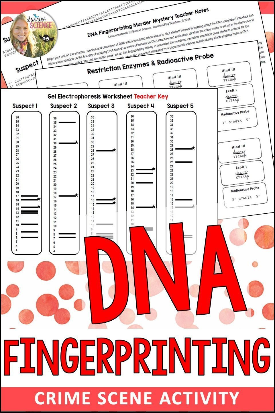 Dna Fingerprinting In Forensics Worksheet Answers