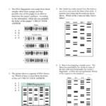 Dna Fingerprinting Practice Answer Key