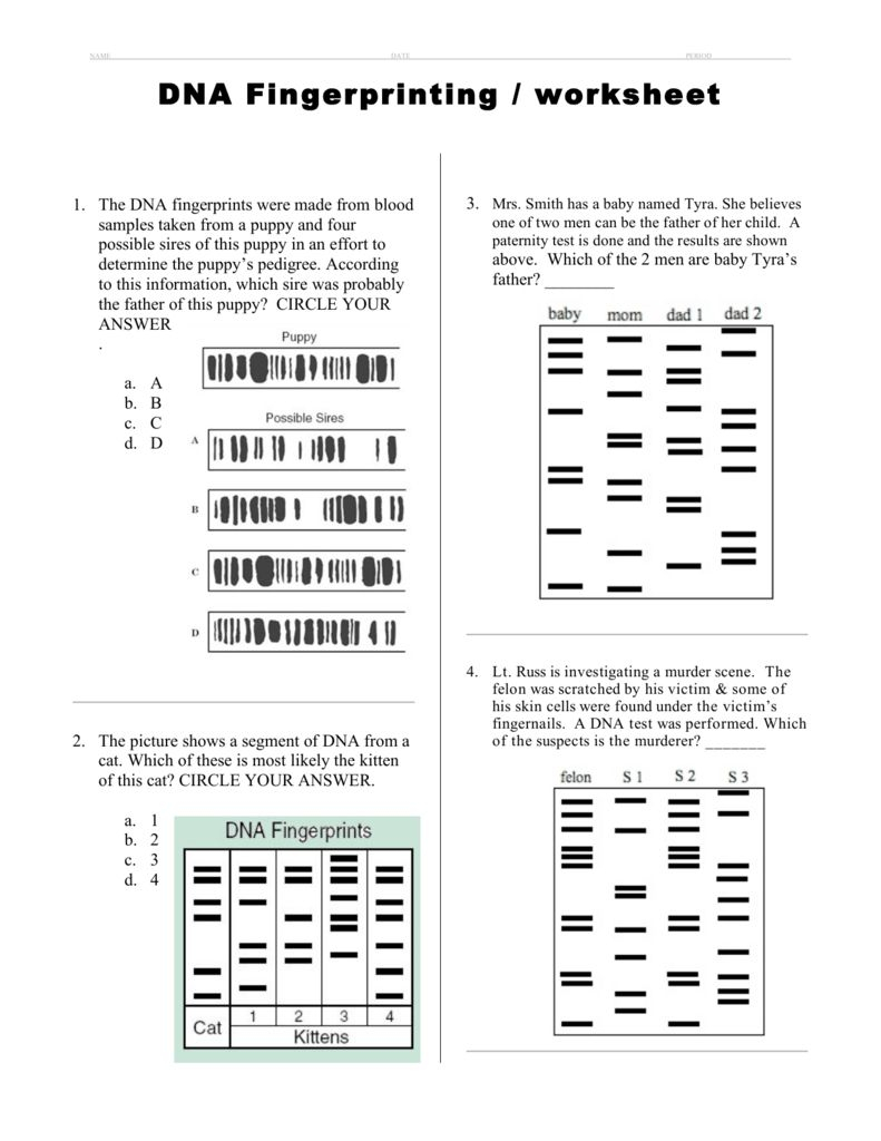 Dna Fingerprinting Practice Answer Key