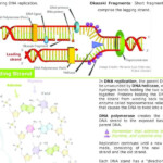 DNA Fingerprinting Worksheet Answer Key