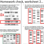 Dna Fingerprinting Worksheet Answer Key Primedinspire