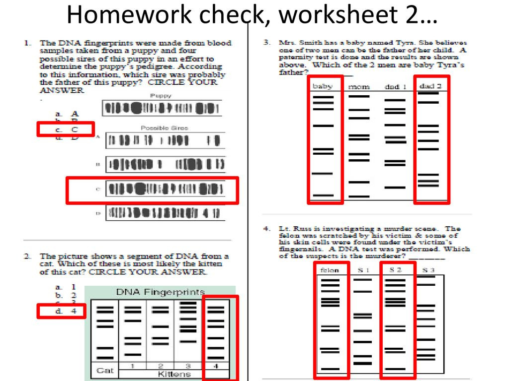 Dna Fingerprinting Worksheet Answer Key Primedinspire