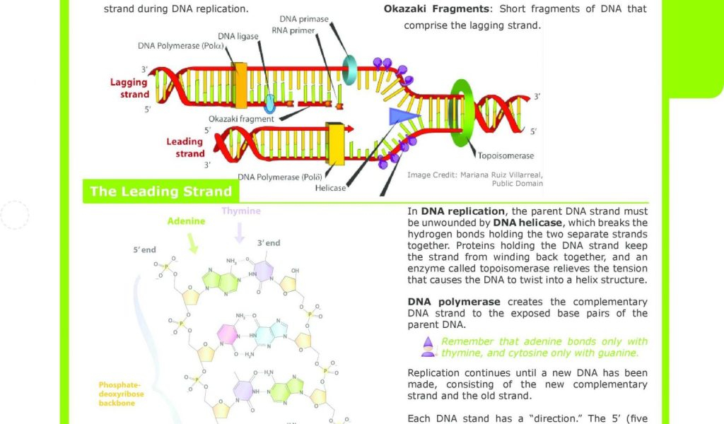 DNA Fingerprinting Worksheet Answer Key