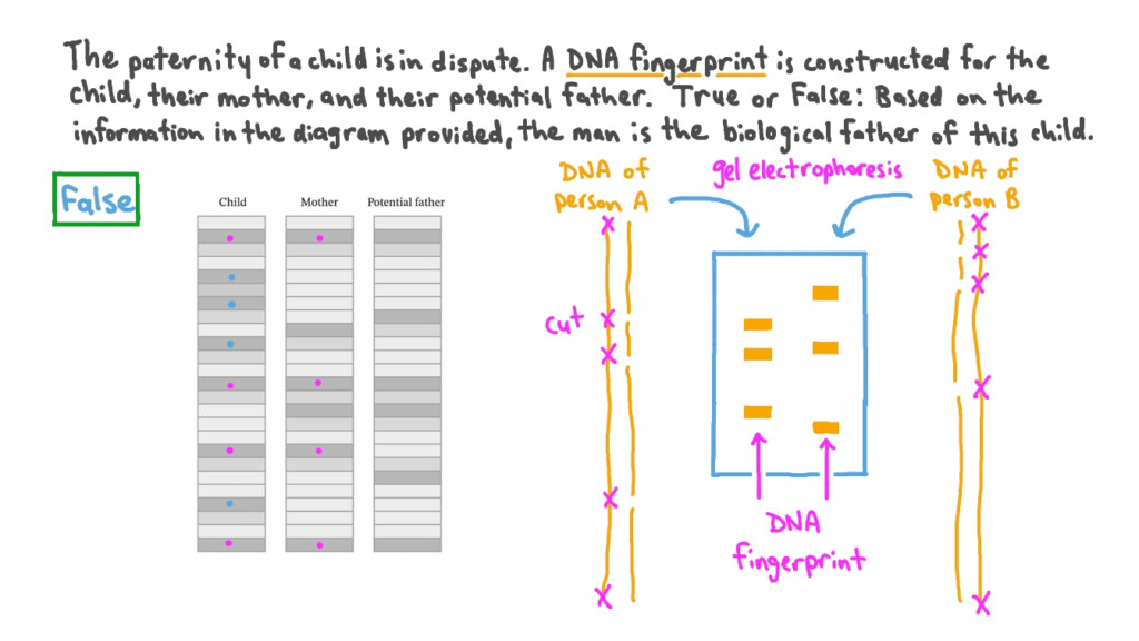 Dna Fingerprinting Worksheet Answers