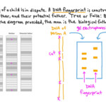 Dna Fingerprinting Worksheet Answers