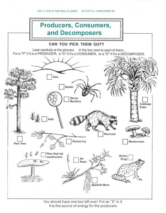 Ecosystem Activities For 3rd Grade