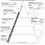 Energy Flow In Ecosystems Worksheet Answer Key