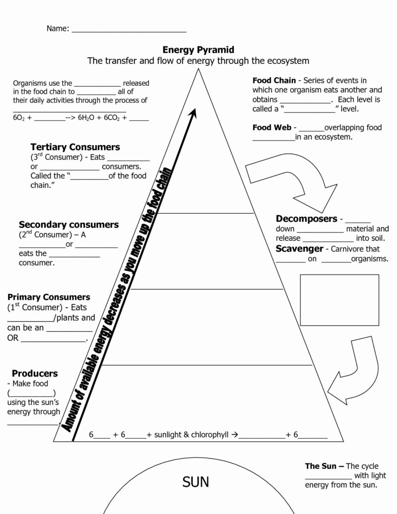 Energy Flow In Ecosystems Worksheet Answer Key