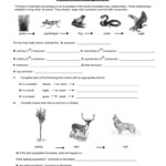 Food Chain And Food Web Worksheet