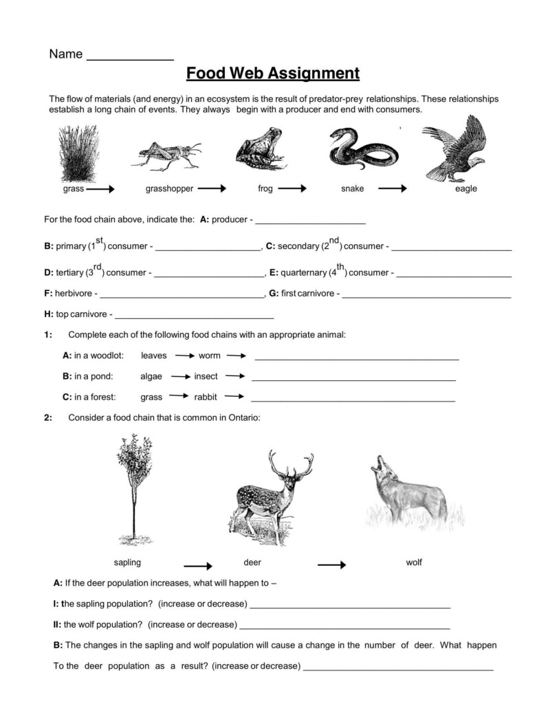 Food Chain And Food Web Worksheet