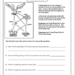 Food Chain Worksheet 4th Grade