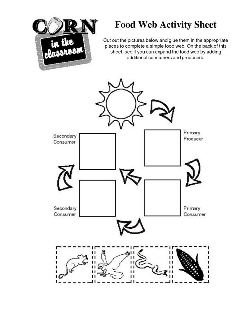 Food Chain Worksheet Grade 4