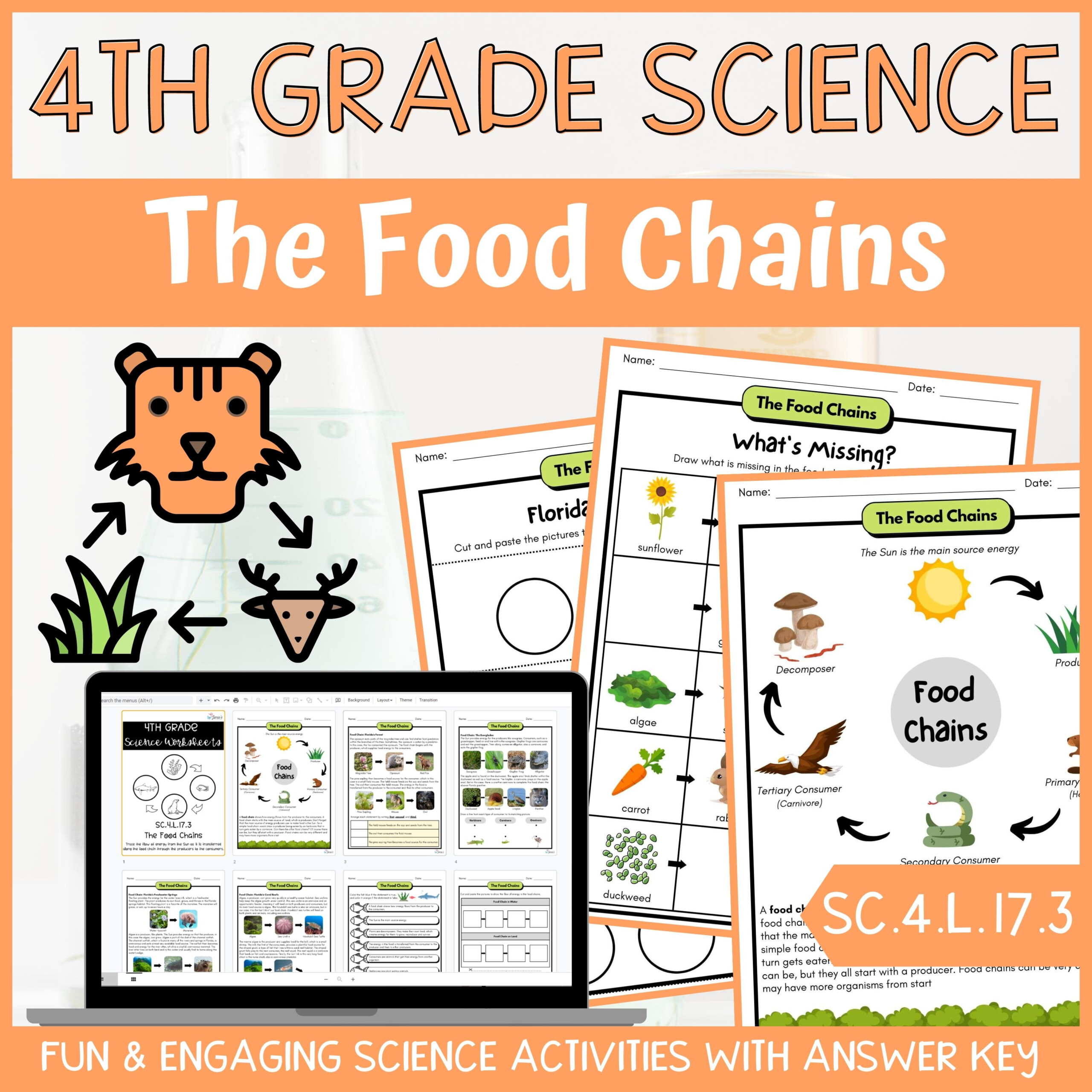 Food Chains Activity Answer Key 4th Grade Life Science Classful