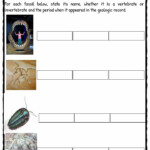 Fossil Facts Worksheets For Kids History And Famous Sites