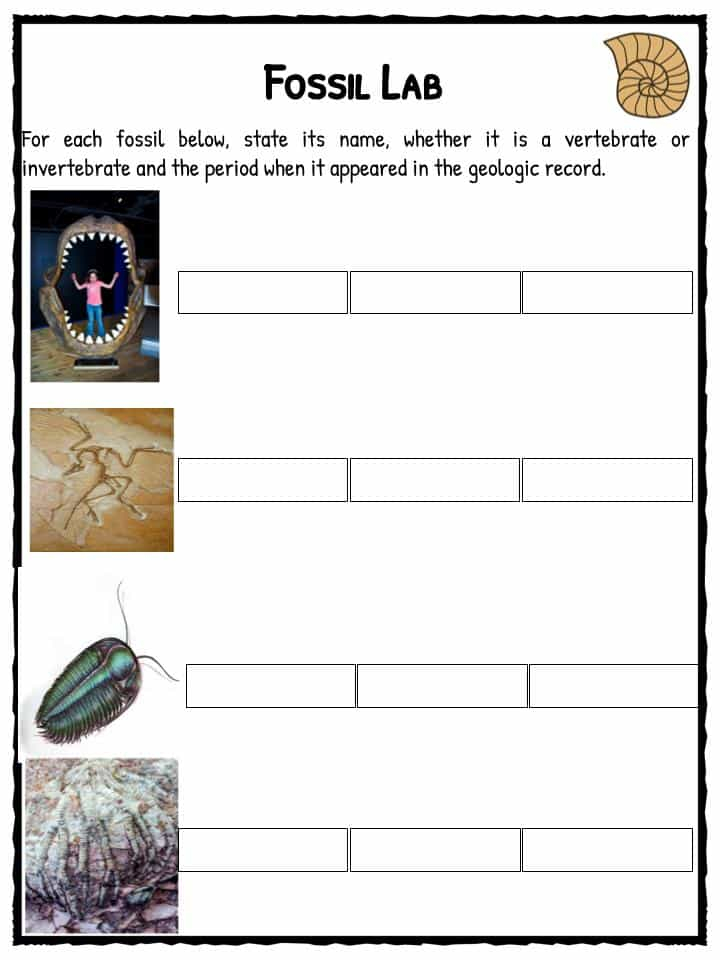 Fossil Facts Worksheets For Kids History And Famous Sites