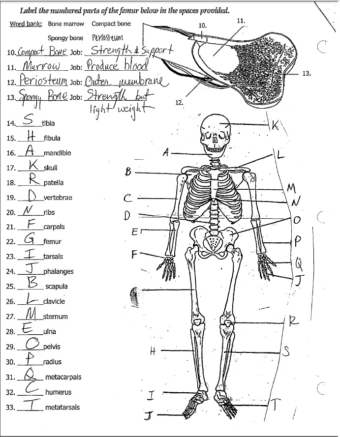 Free 7th Grade Science Worksheets Pdf