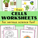 Free Cells Worksheets For Super Fun Science Activities For Kids