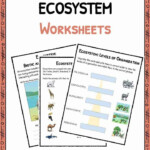 Free Printable Ecosystem Worksheets Pdf