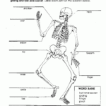 Free Printable Human Body Systems Worksheets