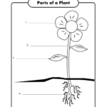 Free Printable Parts Of A Plant Worksheet