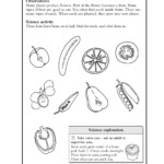 Free Science Worksheets For 1st Grade