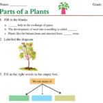 Fun And Engaging Parts Of A Plant Worksheet For Class 3 Learners