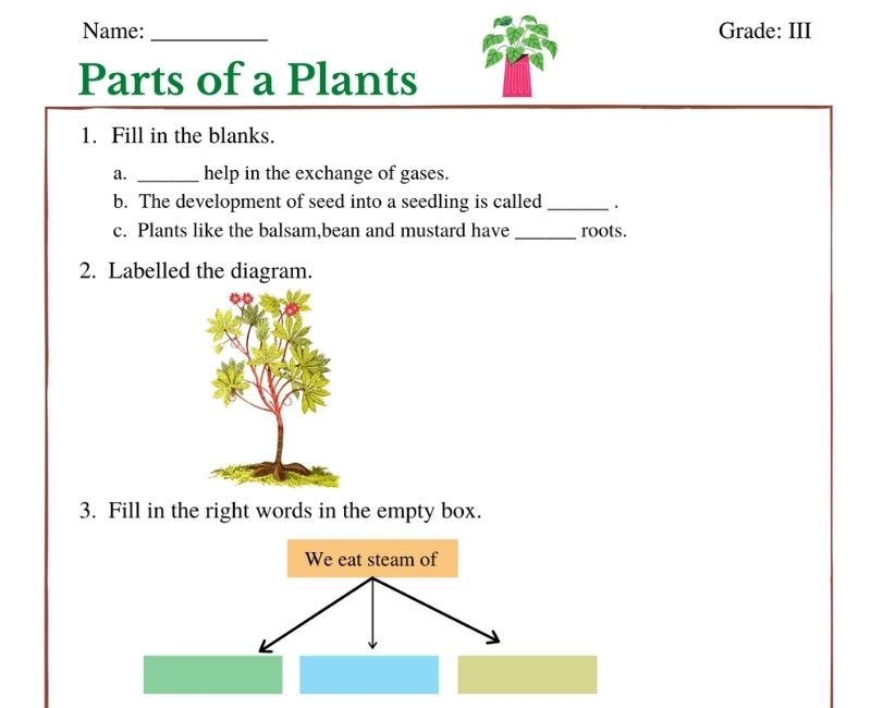 Fun And Engaging Parts Of A Plant Worksheet For Class 3 Learners