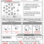 GCSE Biology Diffusion Osmosis And Active Transport Worksheet Pack