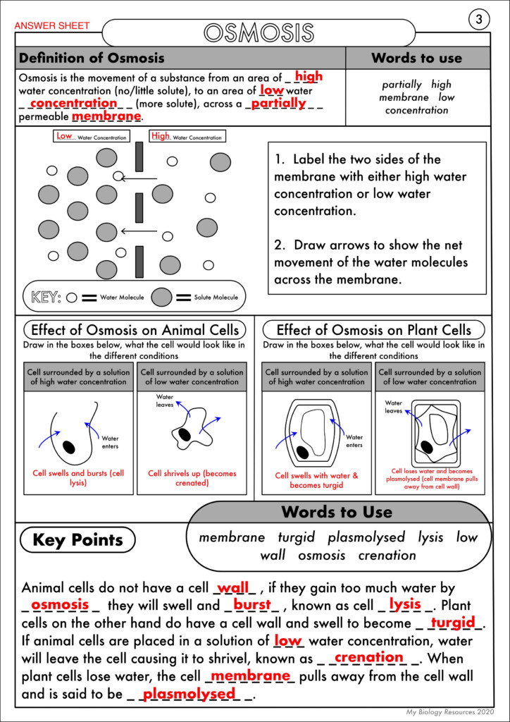 GCSE Biology Diffusion Osmosis And Active Transport Worksheet Pack 