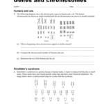 Genes And Chromosomes Worksheets