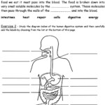 Grade 8 Science Worksheets With Answers