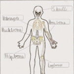 Human Body Organ Systems Worksheet