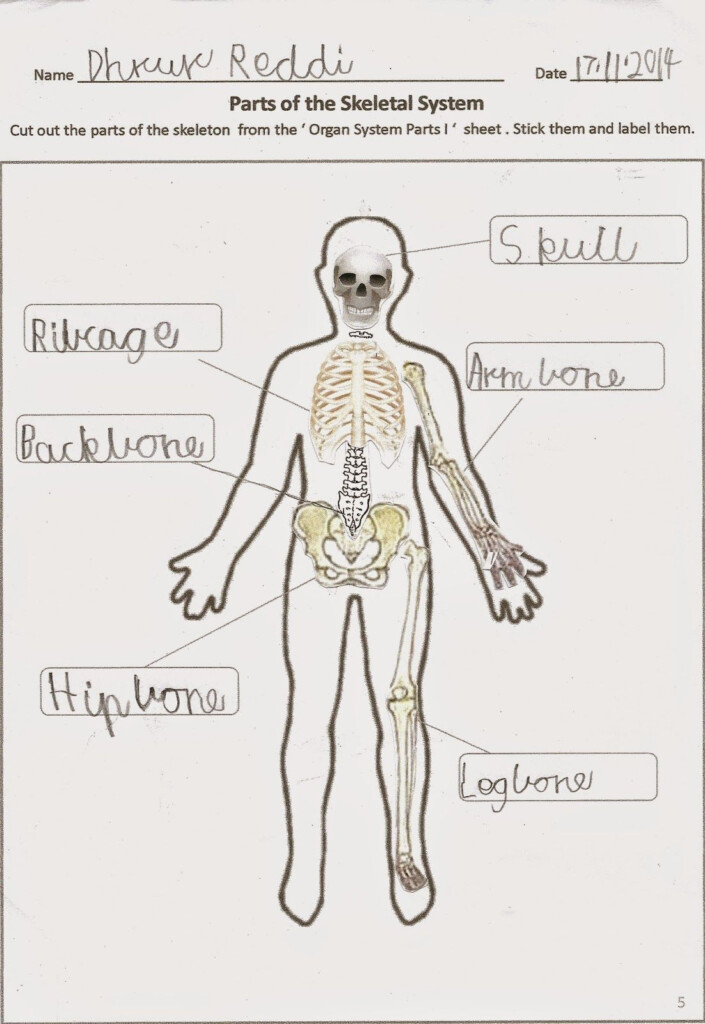 Human Body Organ Systems Worksheet