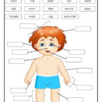 Human Body Worksheets For 2nd Grade Pdf