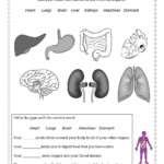 Identify Major Organs Worksheets Pdf Printable For Elementary Kids