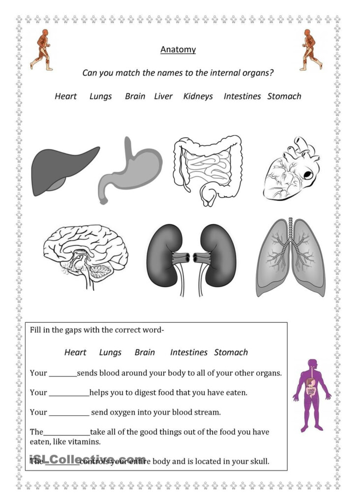 Identify Major Organs Worksheets Pdf Printable For Elementary Kids 