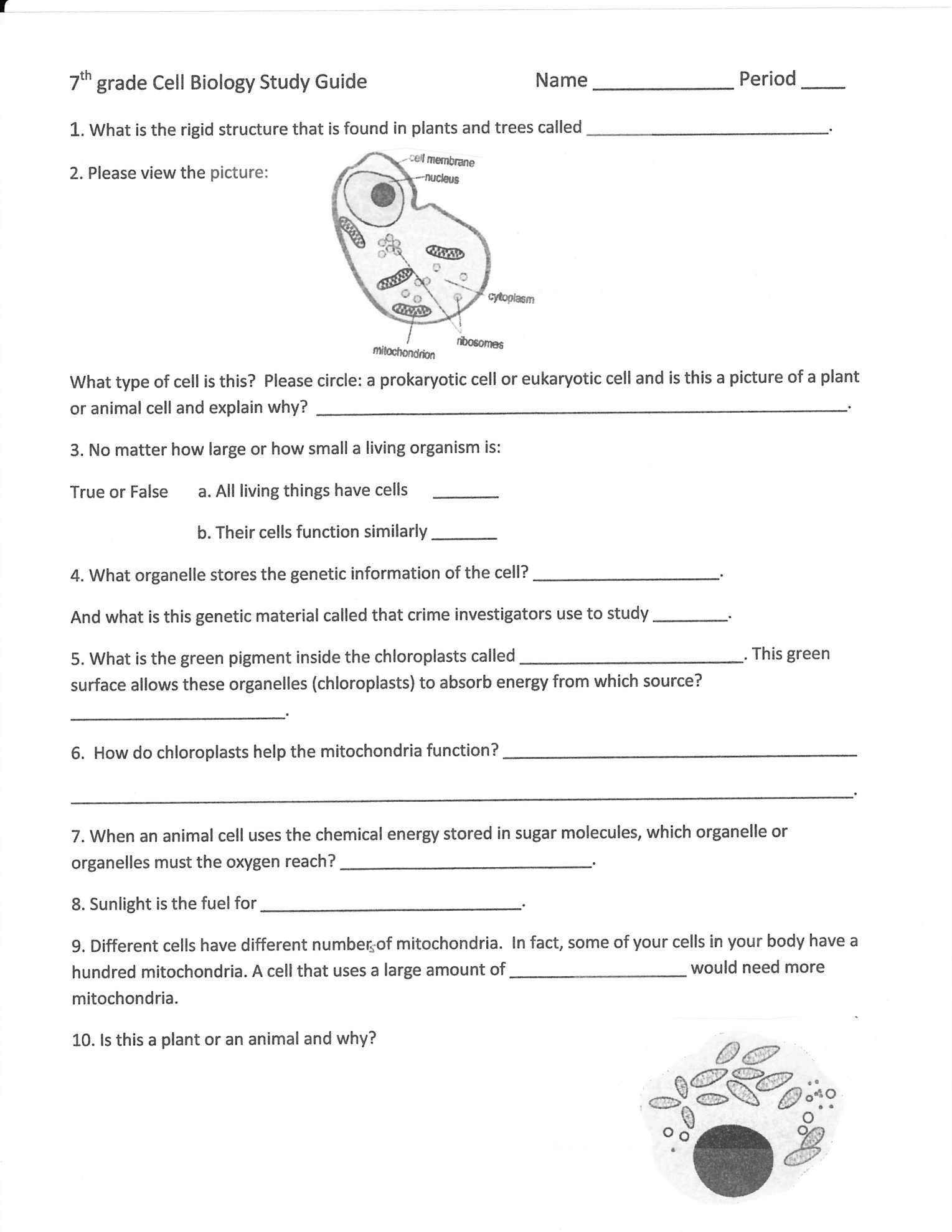 Life Science Worksheet Printable