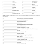 Macromolecule Worksheet 2 Answer Key