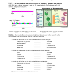 Macromolecule Worksheet Answer Key Pdf