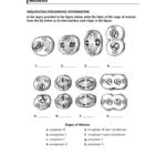 Meiosis Matching Worksheet Answer Key