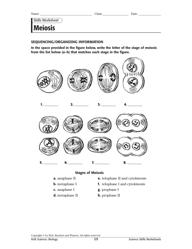 Meiosis Matching Worksheet Answer Key