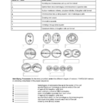 Meiosis Reading Comprehension Worksheet Answer Key